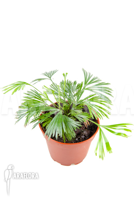 Actiniopteris radiata