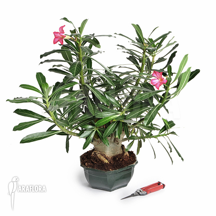 Adenium obesum