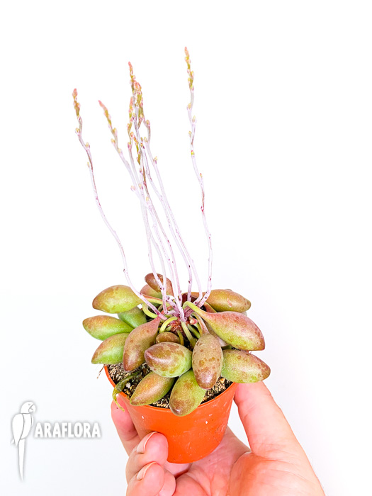 Adromischus cristatus  ‘Choilandi’