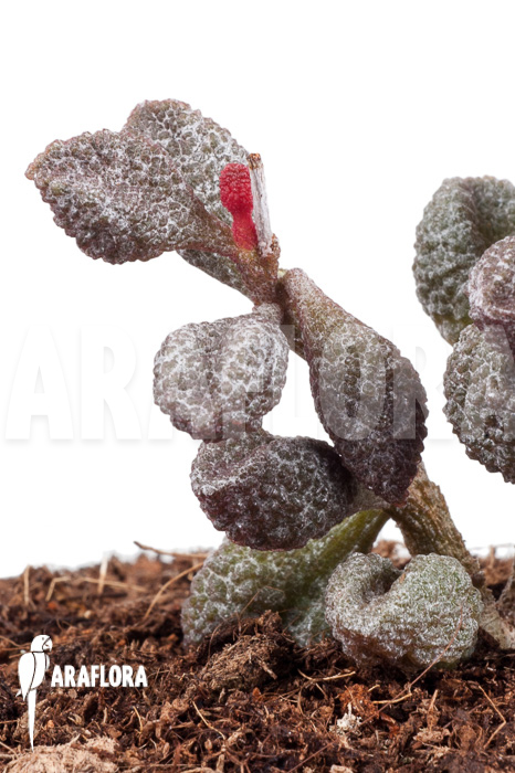 Adromischus marianiae ‘Coffee-Bean’
