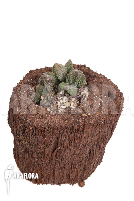 Adromischus marianiae herrei Rubra