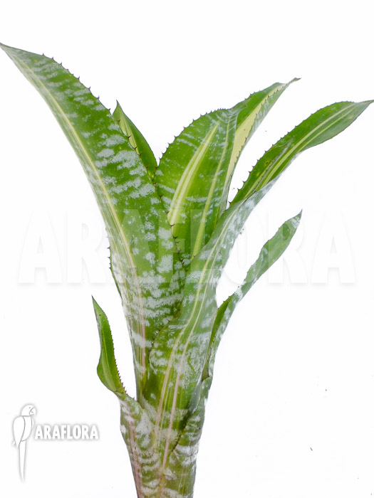 Aechmea comata ‘Variegated’