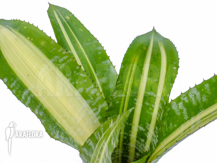 Aechmea comata ‘Variegated’