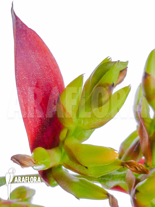 Aechmea correia-araujoi flower