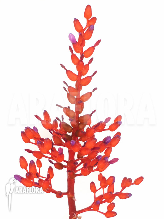 Aechmea fulgens red coral