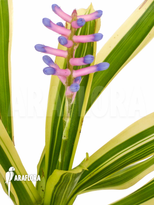 Aechmea gamosepala &lsquo;Variegated&rsquo; &lsquo;Starter&rsquo;