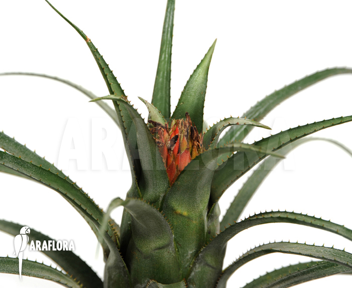 Aechmea recurvata