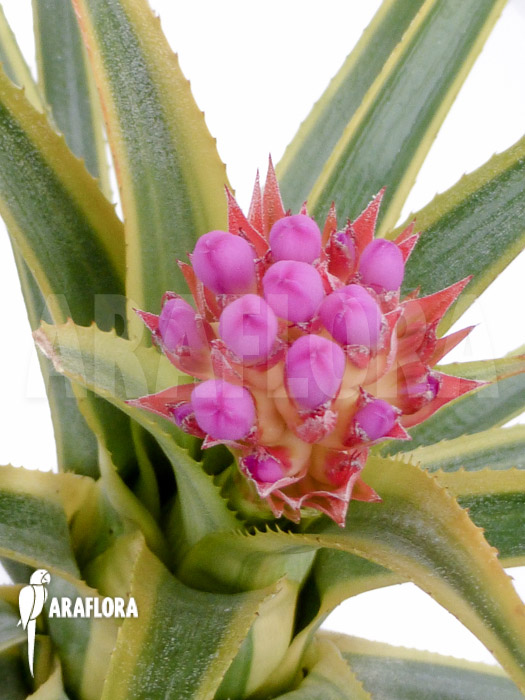 Aechmea recurvata ‘Aztec’