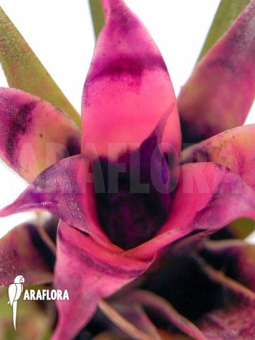 Aechmea recurvata &lsquo;Mini&rsquo;