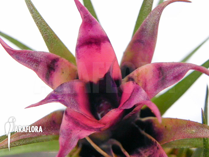 Aechmea recurvata &lsquo;Mini&rsquo;