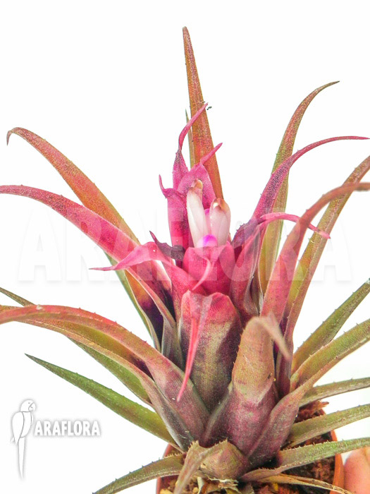 Aechmea recurvata &lsquo;Mini&rsquo;
