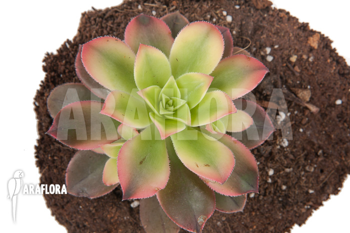 Aeonium tricolor ‘Kiwi’