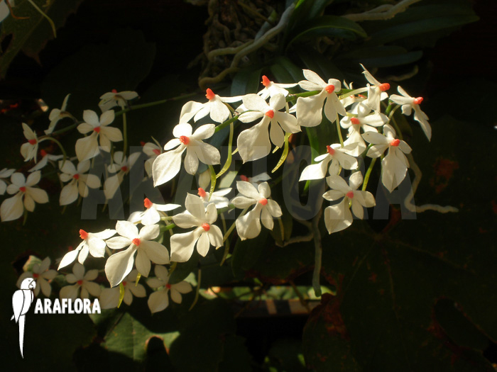 Aerangis luteoalba var. Rhodosticta flower