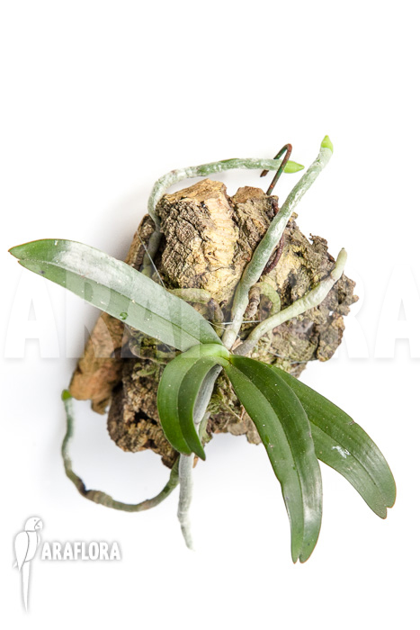 Aerangis rhodosticta