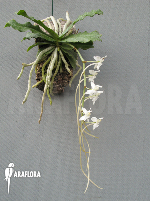 Aerangis somalensis flower