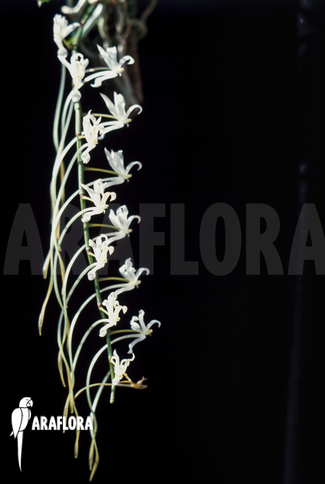 Aerangis spiculata flower