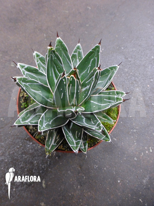 Agave victoriae reginae ‘S’