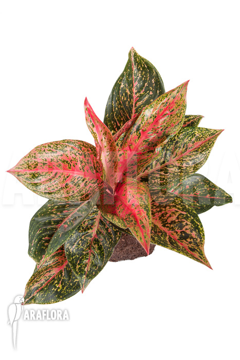 Aglaonema FLN09