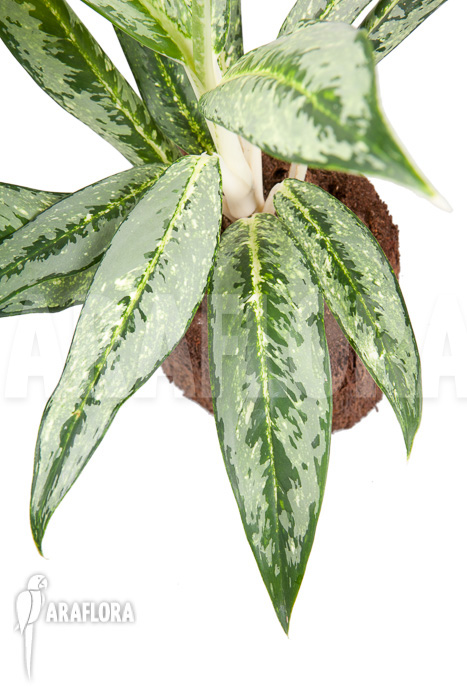 Aglaonema ‘Legerprint’