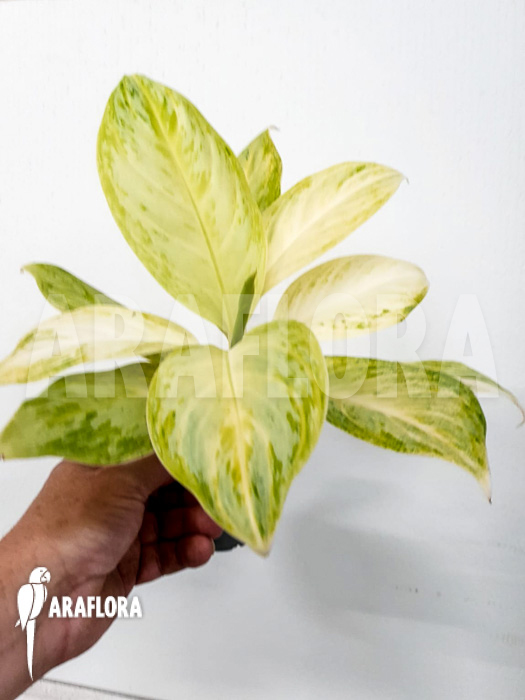 Aglaonema ‘Lime’