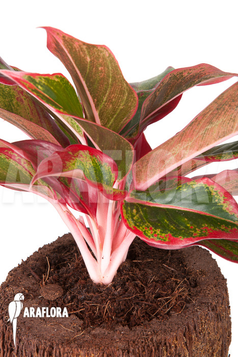 Aglaonema ‘Siam-Aurora’
