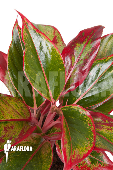 Aglaonema ‘Siam-Aurora’