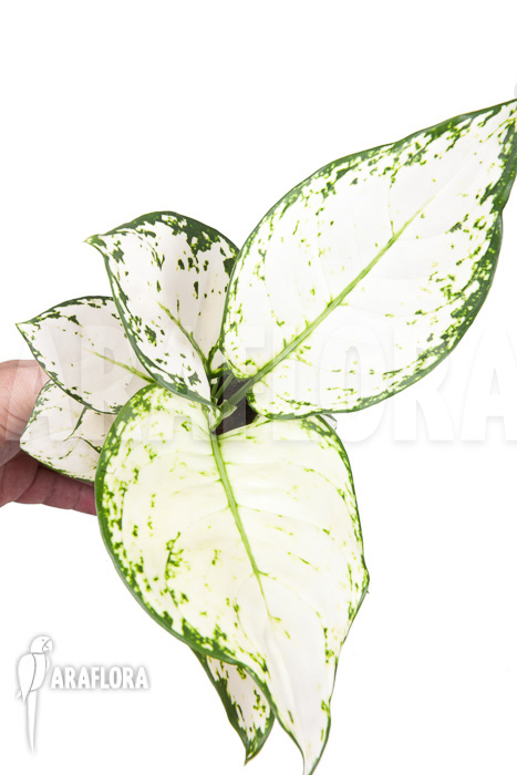 Aglaonema ‘Wit met groen gespikkeld’