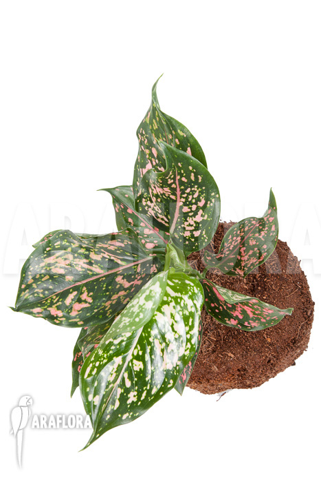 Aglaonema hybrid 2