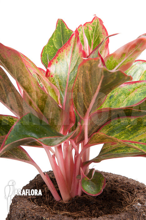 Aglaonema hybrid ‘Crete’