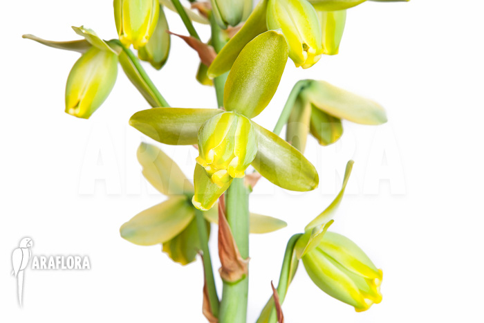 Albuca spiralis