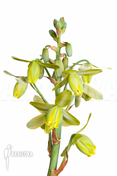 Albuca spiralis