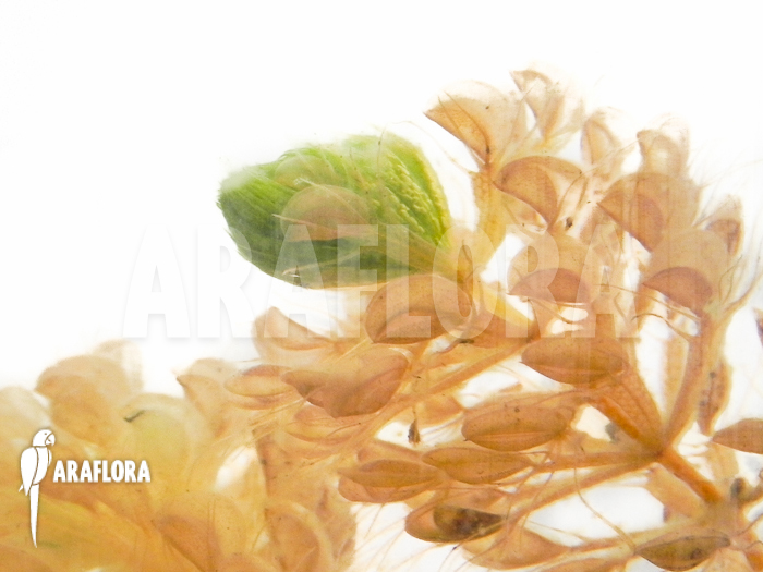 Aldrovanda versicolosa