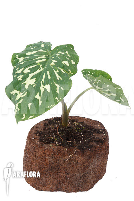 Colocasia ‘Hilo beauty’