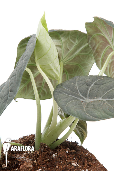 Alocasia Maharani XL