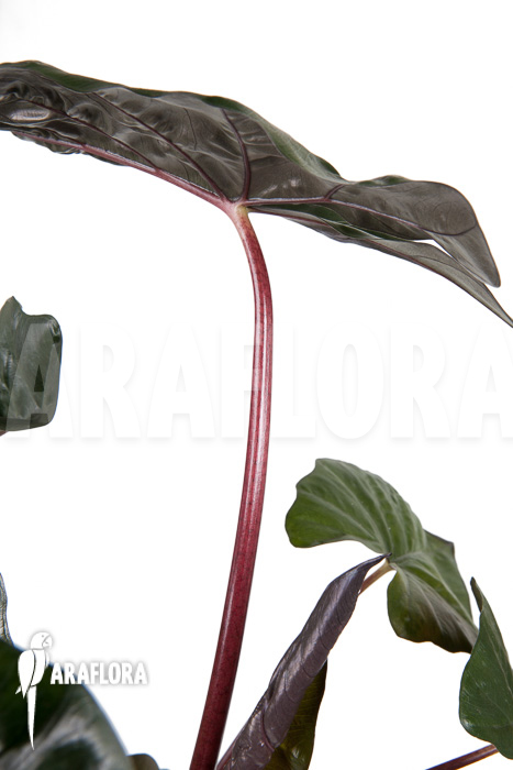 Alocasia ‘Yucatan Princess’