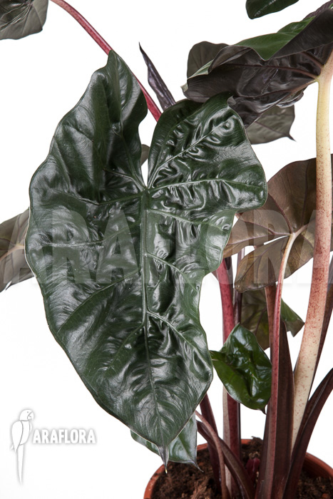 Alocasia ‘Yucatan Princess’