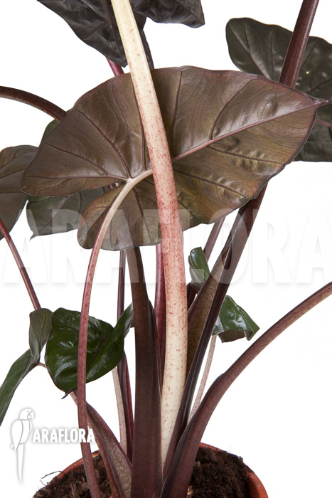 Alocasia ‘Yucatan Princess’