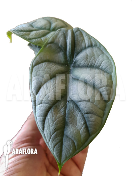 Alocasia baginda ‘Silver dragon’ Starter