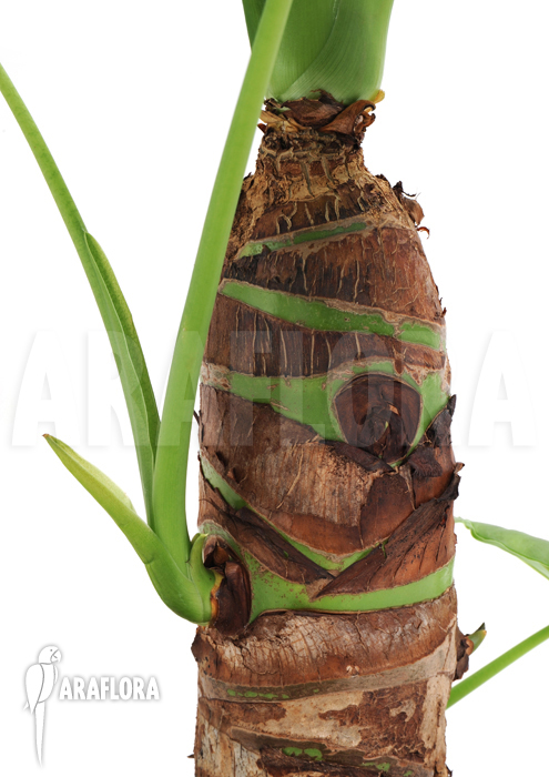 Alocasia cucullata ‘Buddha Hand’