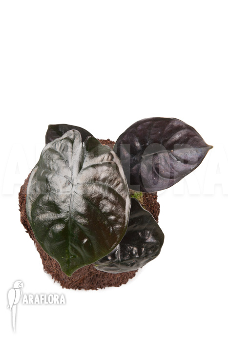 Alocasia infernalis Black Magic ‘M’
