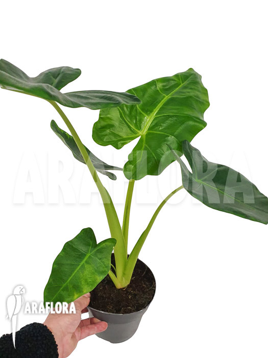 Alocasia-lutea-4