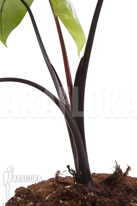 Alocasia macrorrhizos ‘Black stem’