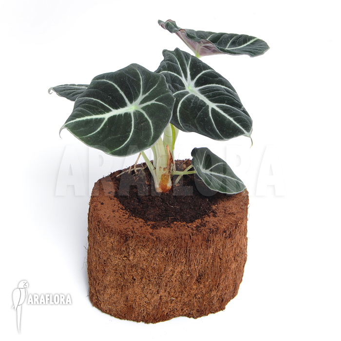 Alocasia reginula &lsquo;Black Velvet&rsquo;