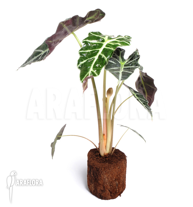 Alocasia sanderiana