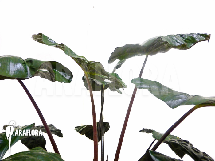 Alocasia x portodora Black beauty