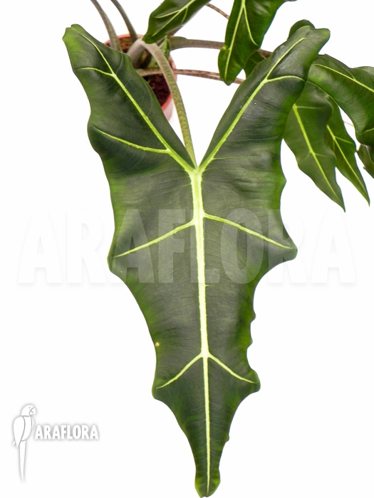 Alocasia x Sarian (zebrine x micholitziana)  ‘M’