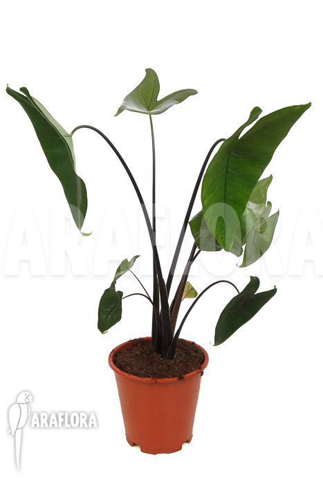 Alocasia zebrina ‘Black zebrina’