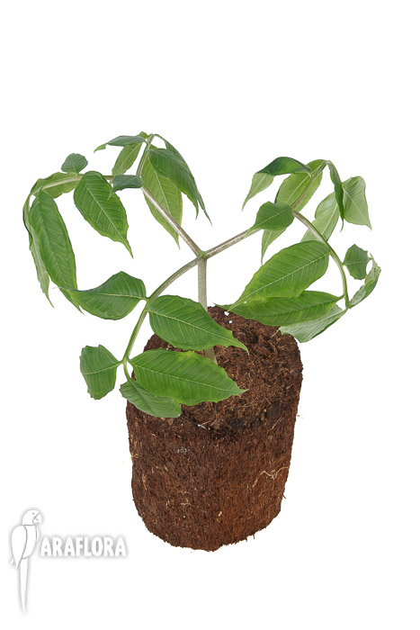 Amorphophallus aff atroviridis