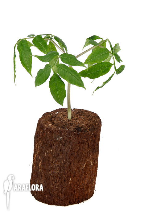 Amorphophallus aff atroviridis