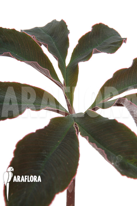 Amorphophallus atroviridis